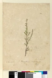 Pagina 142. Phyllanthus rivularis