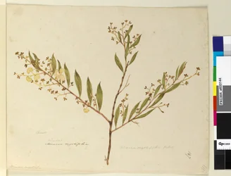 Pagina 147. Acacia myrtifolia