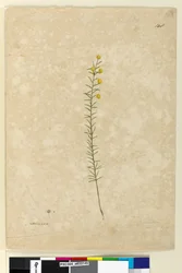 Pagina 148. Acacia aciculares, c.1803-06