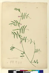Pagina 150. Lathyrus