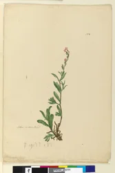 Pagina 154. Silene genaturaliseerd