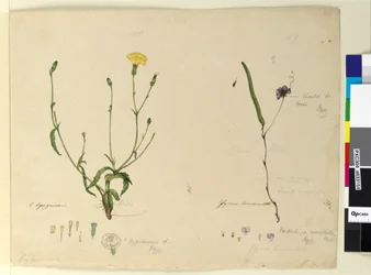 Pagina 157. Hardenbergia monophyllaHardenbergia violacea; 158. Hypochaeris