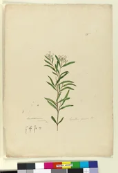 Pagina 15. Grevillea sericea, c.1803-06