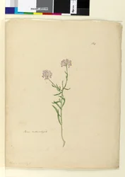 Pagina 164. Iberis genaturaliseerd