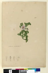 Pagina 165. Solanum genaturaliseerd