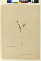 Pagina 166. Kennedia monophyllaHardenbergia violacea