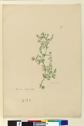 Pagina 167. Fumaria genaturaliseerd