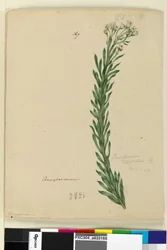 Pagina 169. Conospermum taxifolium