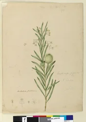 Pagina 173. Asclepias fruticosa, c.1803-06