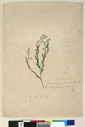 Pagina 182. Linum sp verwant aan augustifolium