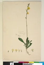 Pagina 185. Goodenia bellidifolia