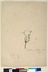 Pagina 187. Epilobium glabellum