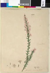 Pagina 190. Sprengelia incarnata