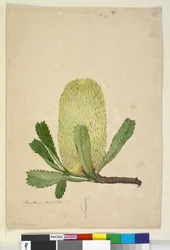 Pagina 19. Banksia serrata, c.1803-06