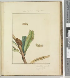 Pagina 19. Plaat 5 Cryptophasa Strigata