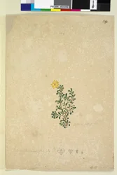 Pagina 214. Hibbertia diffusa