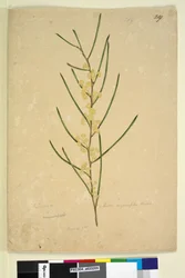 Pagina 219. Acacia angustifolia