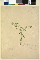 Pagina 220. Brachycome multifida