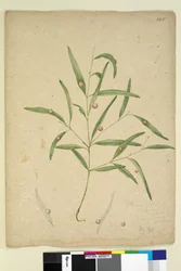 Pagina 225. De tak van een soort Eucalyptus met gallen