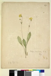 Pagina 227. Velleia paradoxa
