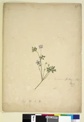 Pagina 237. Geranium pilosum
