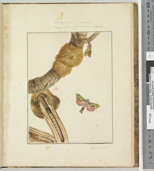 Pagina 23 Plaat 6 Xylopsyche Lewinni Hepialus Ligniveren Lewin