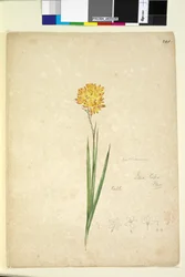 Pagina 241. Ixia lutea