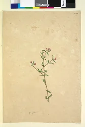 Pagina 252. Ongeïdentificeerde plant