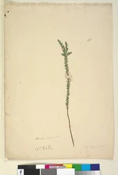 Pagina 28. Epacris sparsa, c.1803-06