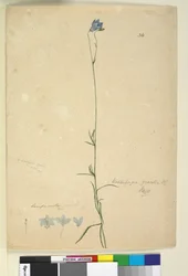 Pagina 36. Wahlenbergia gracilis