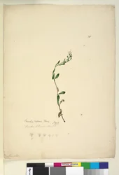 Pagina 38. Samolus repens