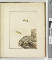 Pagina 39. Plaat 10 Lithosa Replana, 1803-04