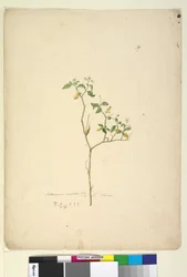 Pagina 39. Solanum nigrum