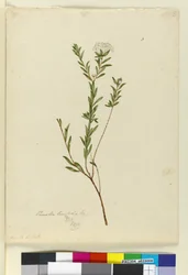Pagina 3. Pimelea linifolia, c.1803-06