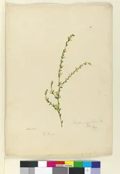 Pagina 4. Pimelea curviflora, c.1803-06