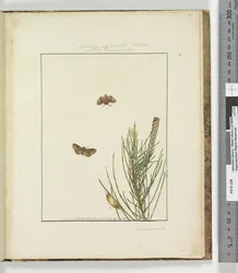 Pagina 51. Plaat 13 Bombyx Exposita Lewin verwant aan..., 1803-04