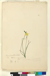 Pagina 55. Hypoxis hygrometrica