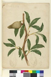 Pagina 5. Xylomelum pyriforme, c.1803-06