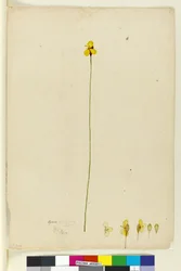 Pagina 6. Xyris operculata, c.1803-06