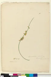 Pagina 75. Sphaerolobium vimineum
