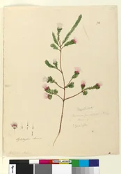 Pagina 76. Darwinia fascicularis