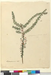 Pagina 86. Leptospermum scoparium