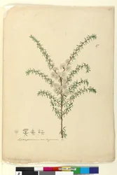 Pagina 87. Leptospermum ambiguum