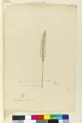 Pagina 8. Imperata arundinacea syn. Saccharum cylindricum, c.1803-06