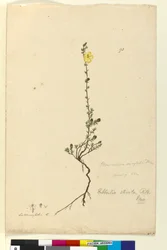 Pagina 93. Hibbertia stricta