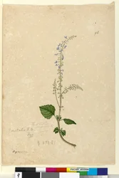 Pagina 96. Plectranthus australis