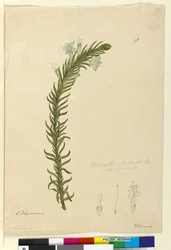 Pagina 98. Chloanthes stoechadis