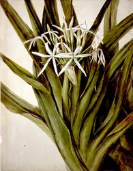 De Murray Lelie, cirinum pedunculatum