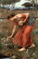 Narcissus