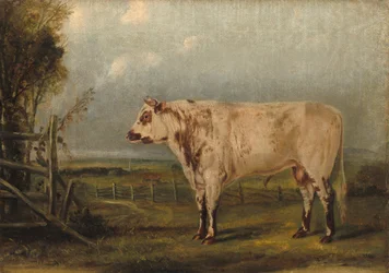Een jonge stier, ca.1849 (olieverf op doek)
